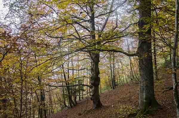Reyno de Navarra - selva de Irati 25.jpg